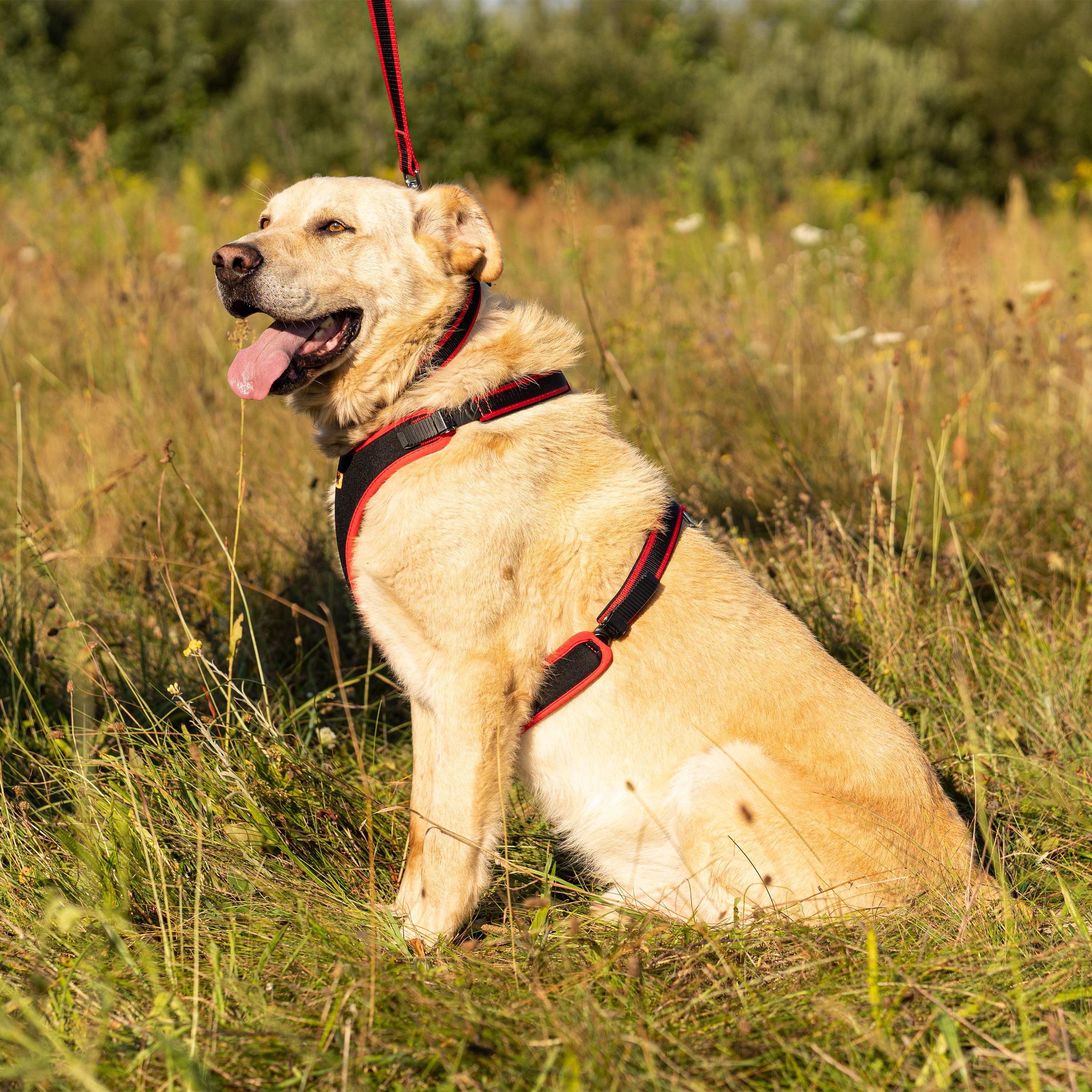 Ferplast - Ferplast Harnais pour chien grande taille ERGOCOMFORT EXTRA LARGE, Harnais pour chien réglable, Confortable, Rembourré, Fermeture double - Imagen 5