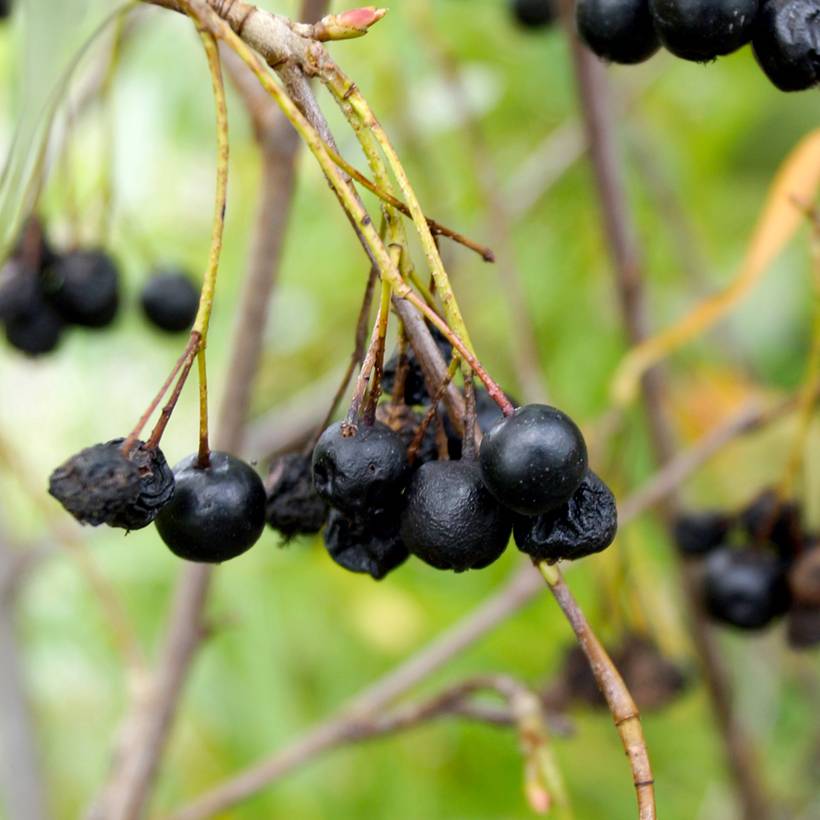 Aronia melanocarpa Autumn Magic Pot de 2L/3L - Image 1
