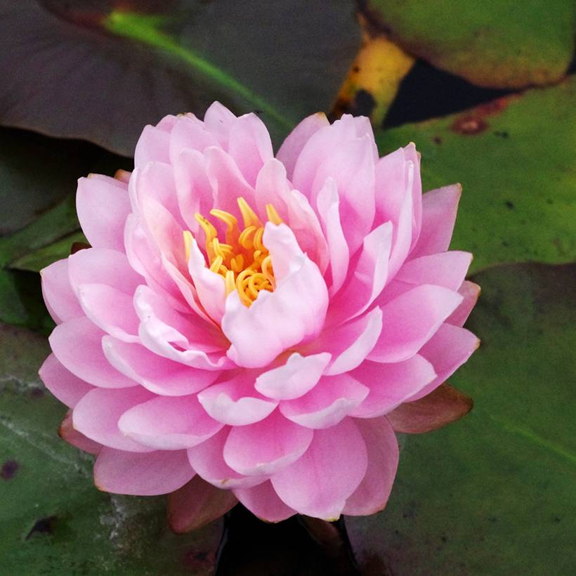 Nymphaea Dahlia - Nénuphar rustique rose double Pot de 1,5L/2L