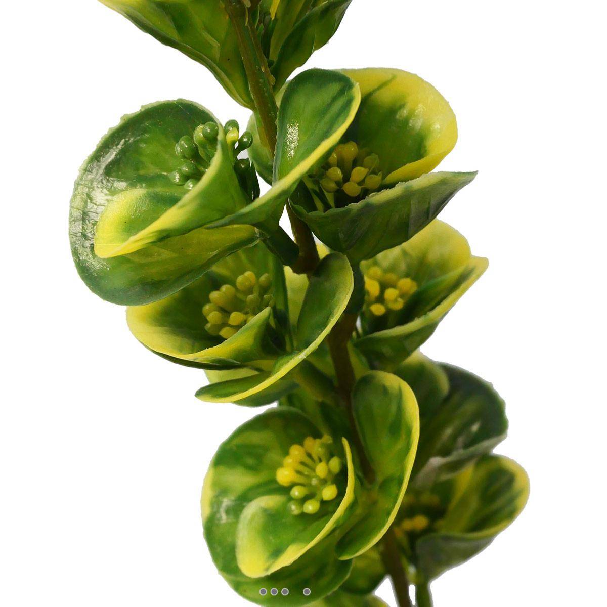 Artificielles - Bupleurum en pic plastique artificiel panache H 40 cm panache - Imagen 2