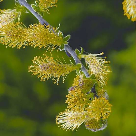 Salix repens Armando - Saule rampant Pot de 1,5L/2L, Mini-tige, Tige de 30 cm - Image 1
