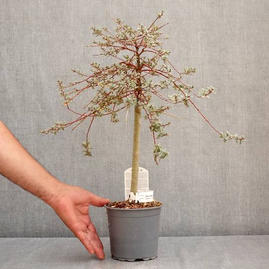 Salix repens Armando - Saule rampant Pot de 1,5L/2L, Mini-tige, Tige de 30 cm - Image 2