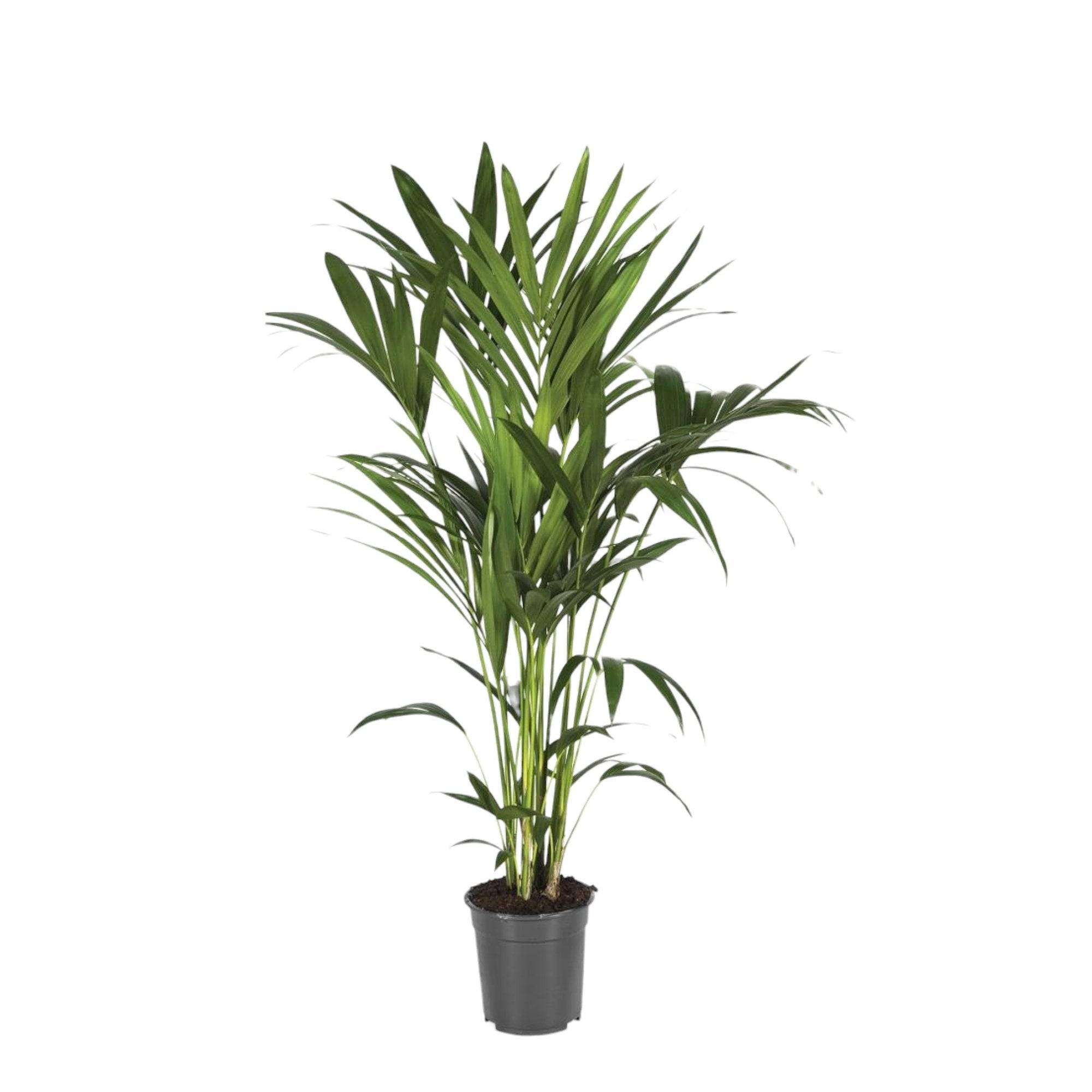 La Green Touch - Howea Forsteriana 120cm - Plante d'intérieur- La Green Touch - Image 2