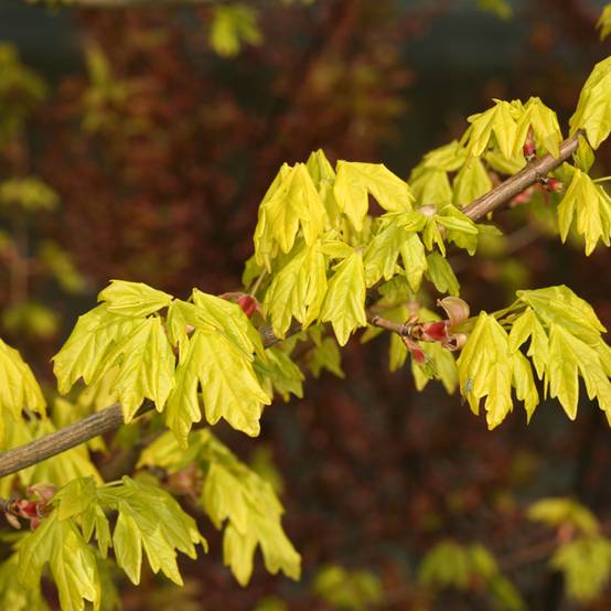 Erable champêtre - Acer campestre Postelense Pot de 7,5L/10L, Tige