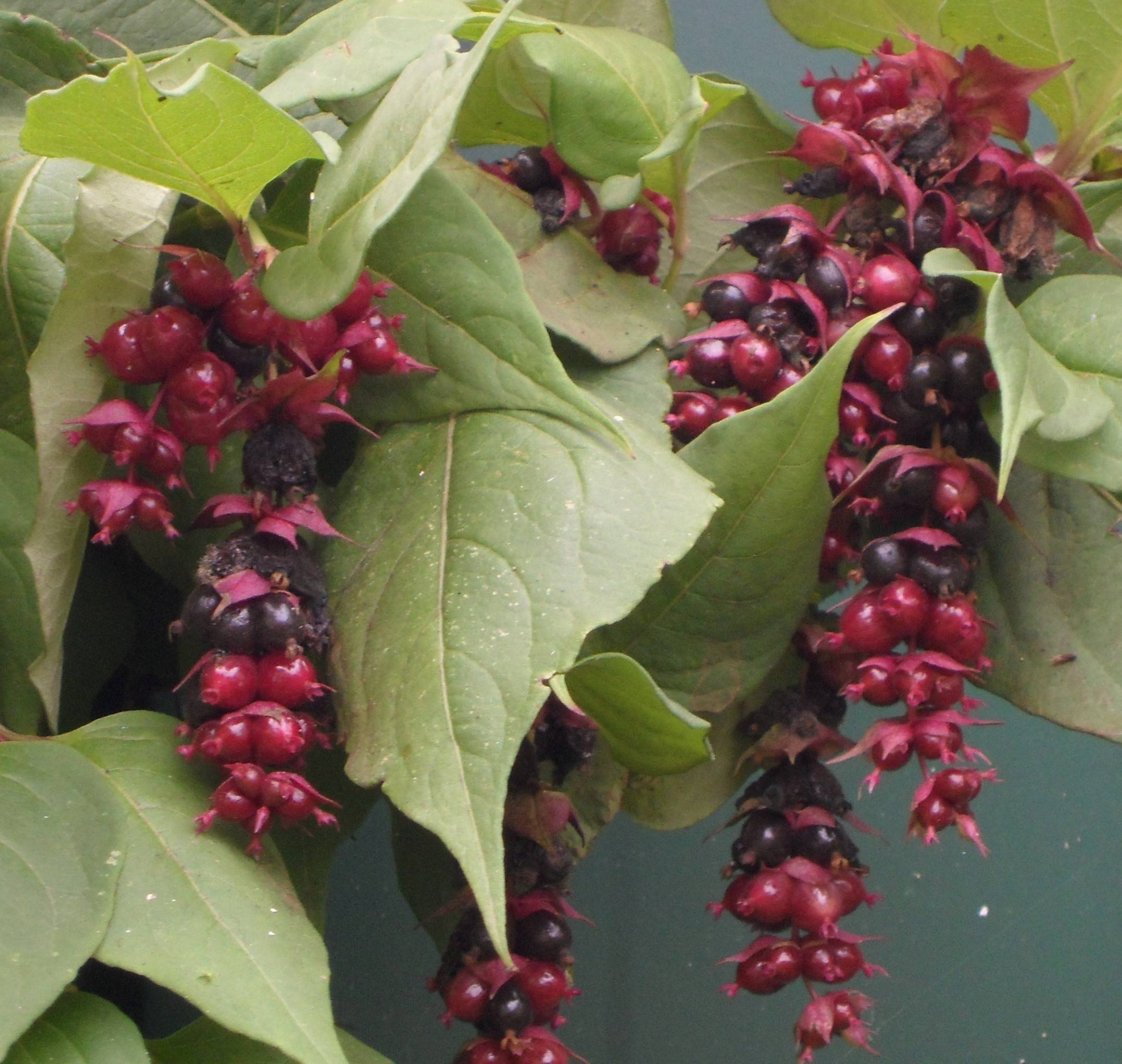 Arbre aux faisans Purple Rain Pot de 2L/3L - Image 1