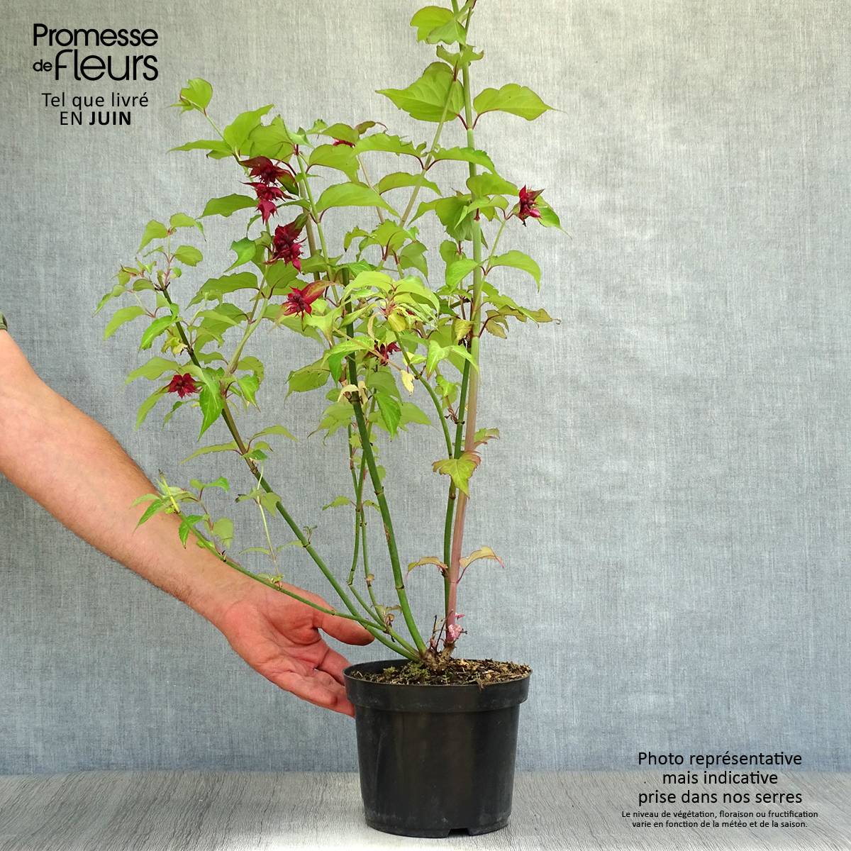 Arbre aux faisans Purple Rain Pot de 2L/3L - Image 2