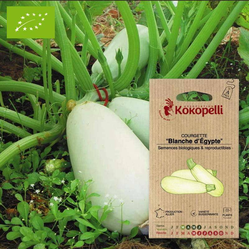 Courgette D'Égypte- Graines bio à semer - Imagen 1