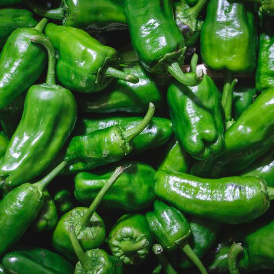 Piment Padron BIO le sachet de 30 graines environ