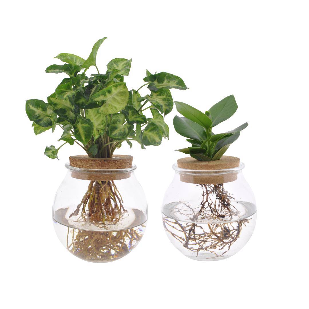 Duo Hydroculture Clusia/syngonium - D12 H30cm - Image 3