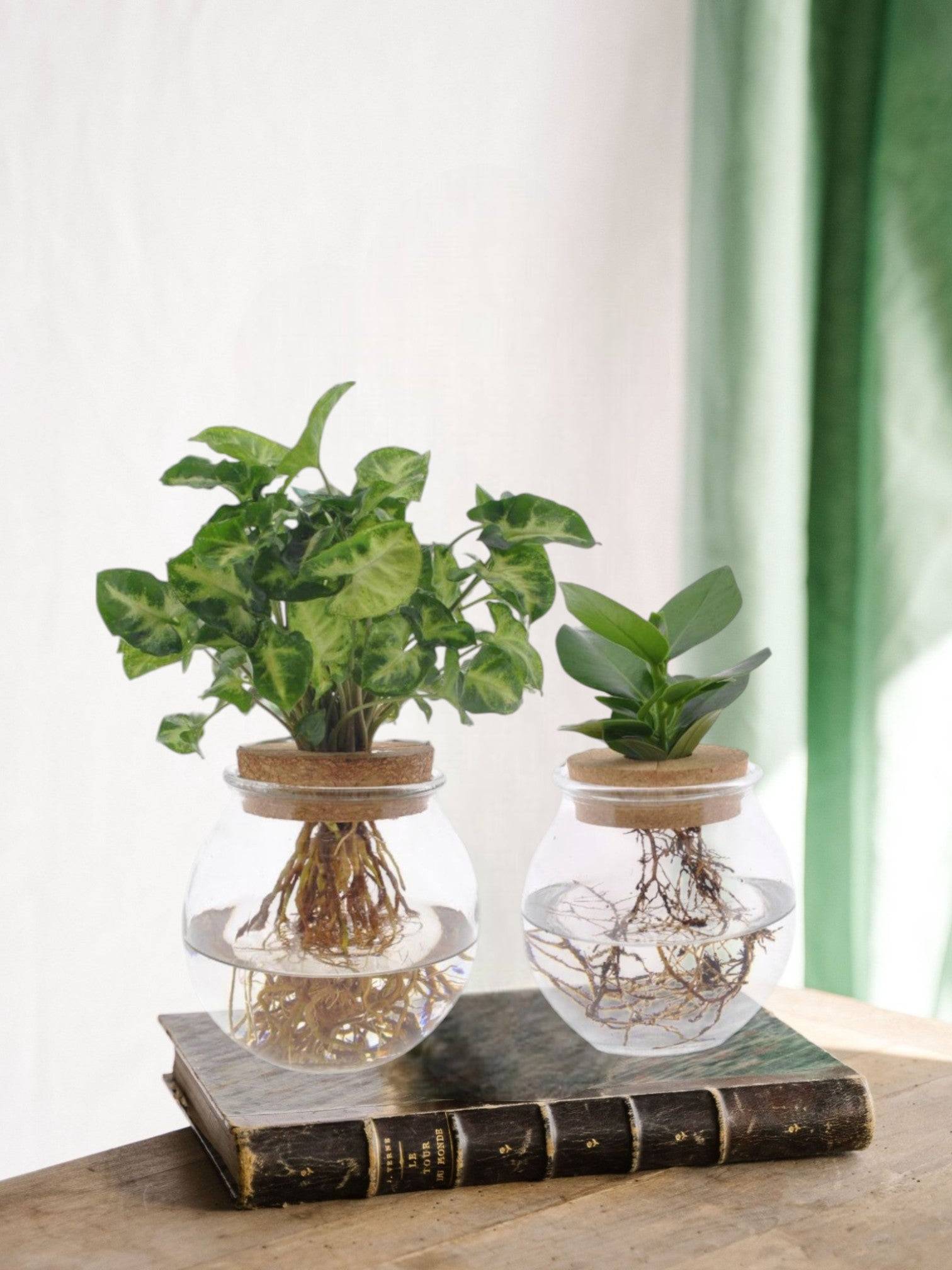 Duo Hydroculture Clusia/syngonium - D12 H30cm - Image 1