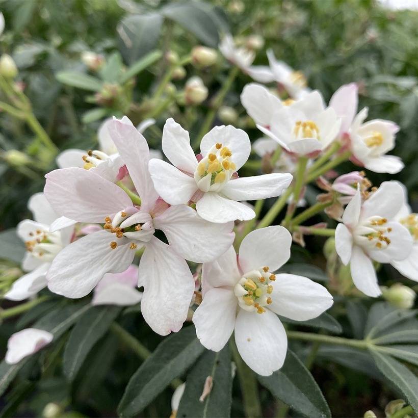 Oranger du Mexique Green Fingers - Choisya ternata Pot de 2L/3L