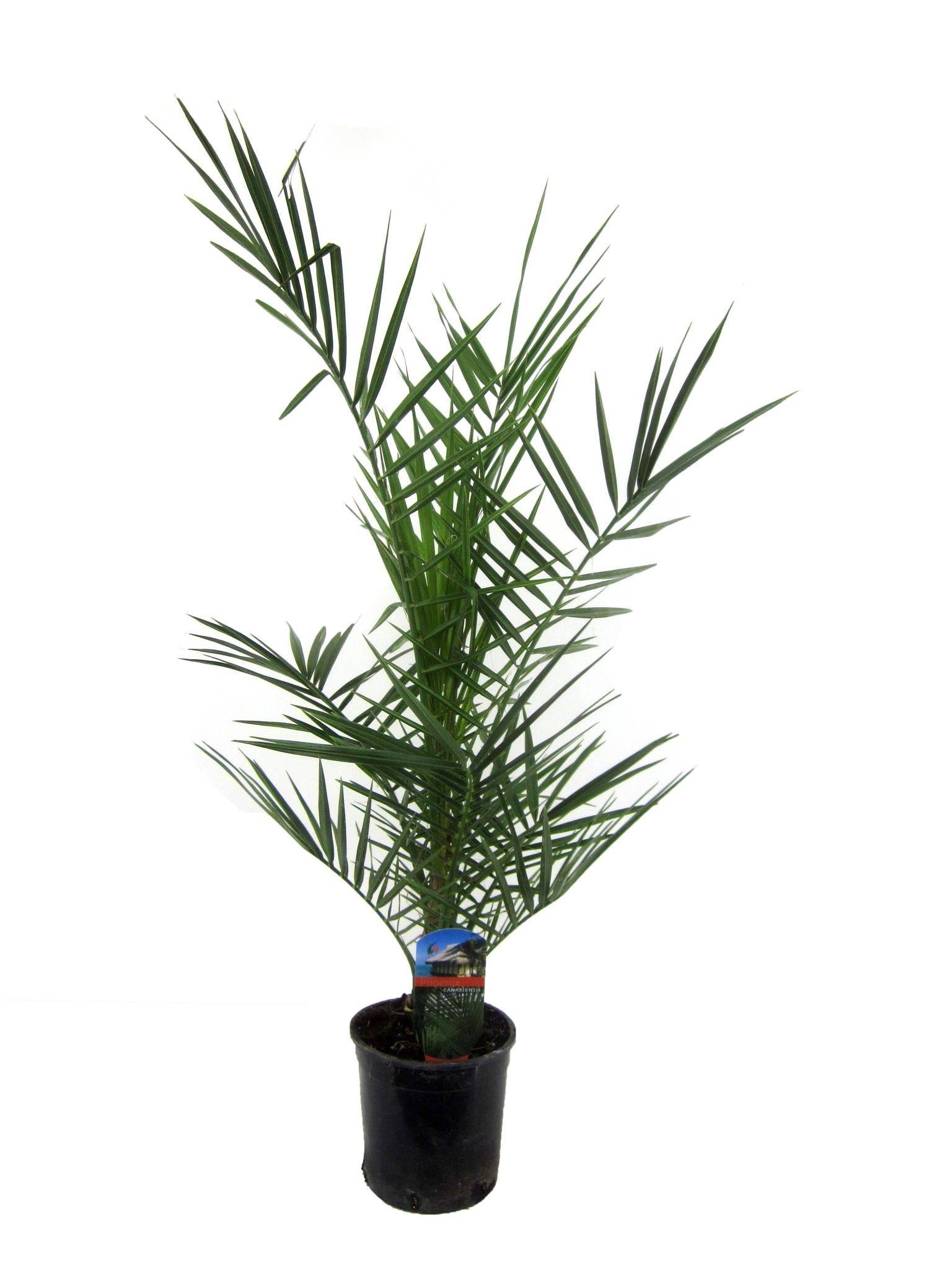 Phoenix Canariensis - 90 cm - Ø15cm 90cm - Plante d'intérieur- La Green Touch - Imagen 1