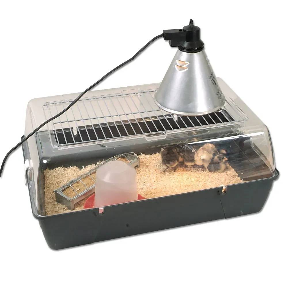 Kit de démarrage pour élevage de poussins - Image 1