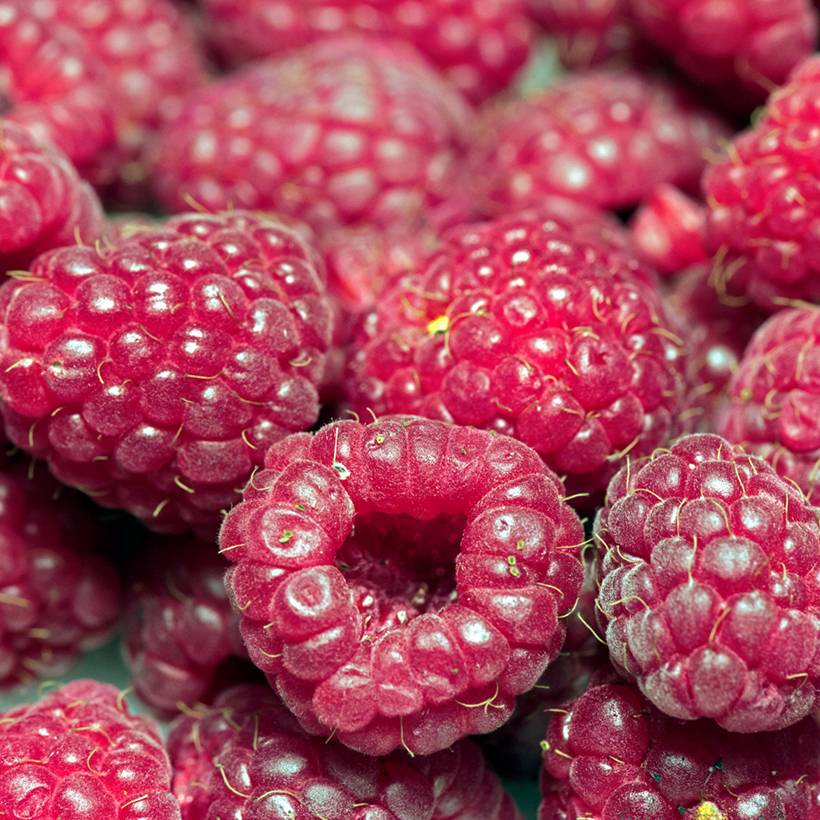 Framboisier Autumn Passion ® (remontant) - Rubus idaeus Pot de 2L/3L, Touffe