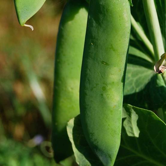 Promesse de Fleurs - Pois nain Rondo à écosser Bio - Pisum sativum le sachet de 350 graines environ (75g)