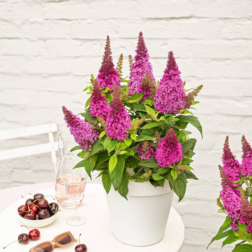 Buddleja Butterfly Candy Little Cerise - Arbre aux papillons nain Pot de 3L/4L