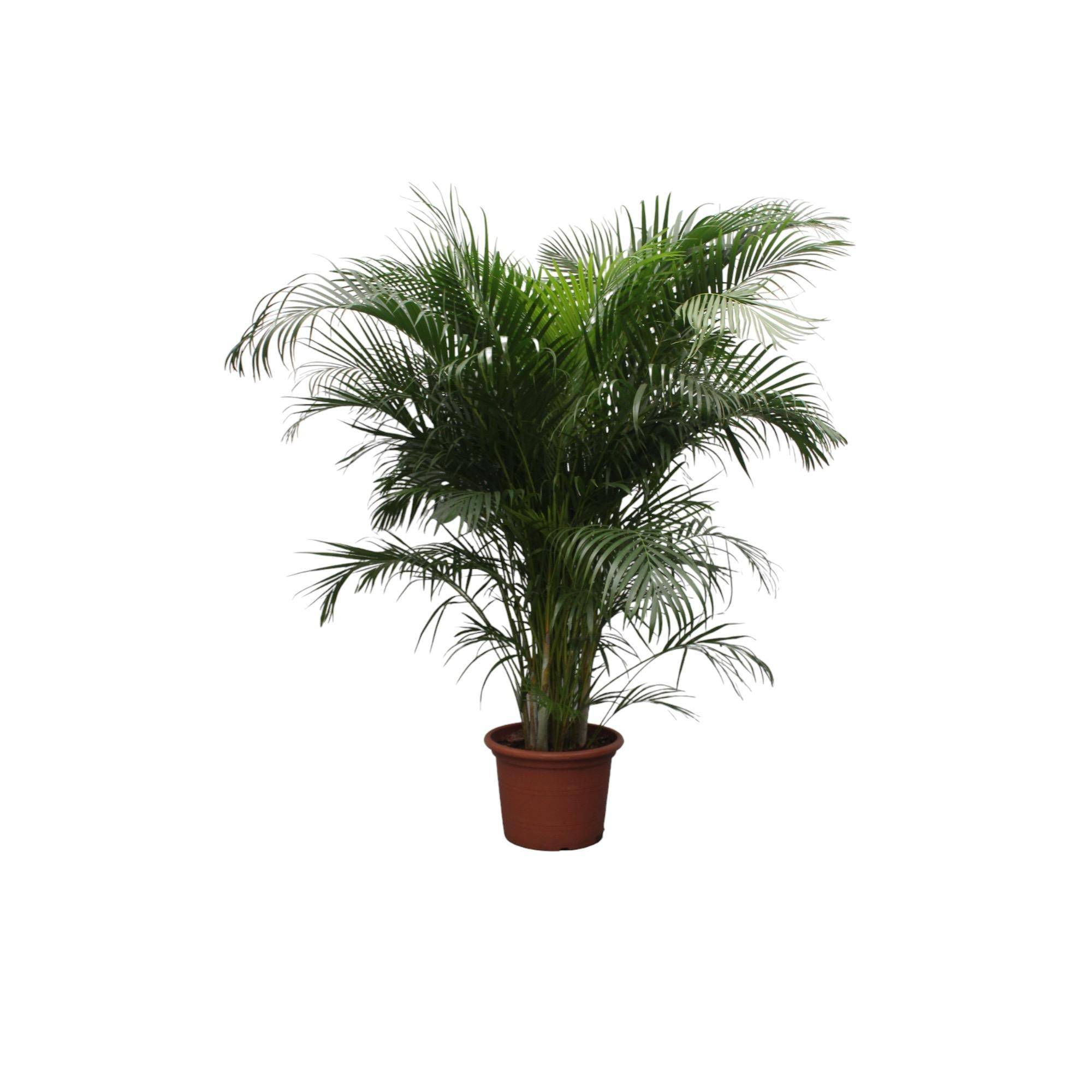 La Green Touch - Dypsis Lutescens (Areca Palm) - D40 H230cm