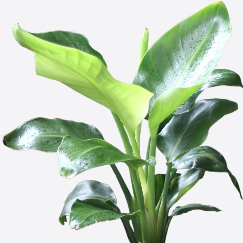 Gardenersdream - Strelitzia – 1 Plante D’Intérieur – Maison / Bureau Plante En Pot 12 Cm - GardenersDream - Image 4