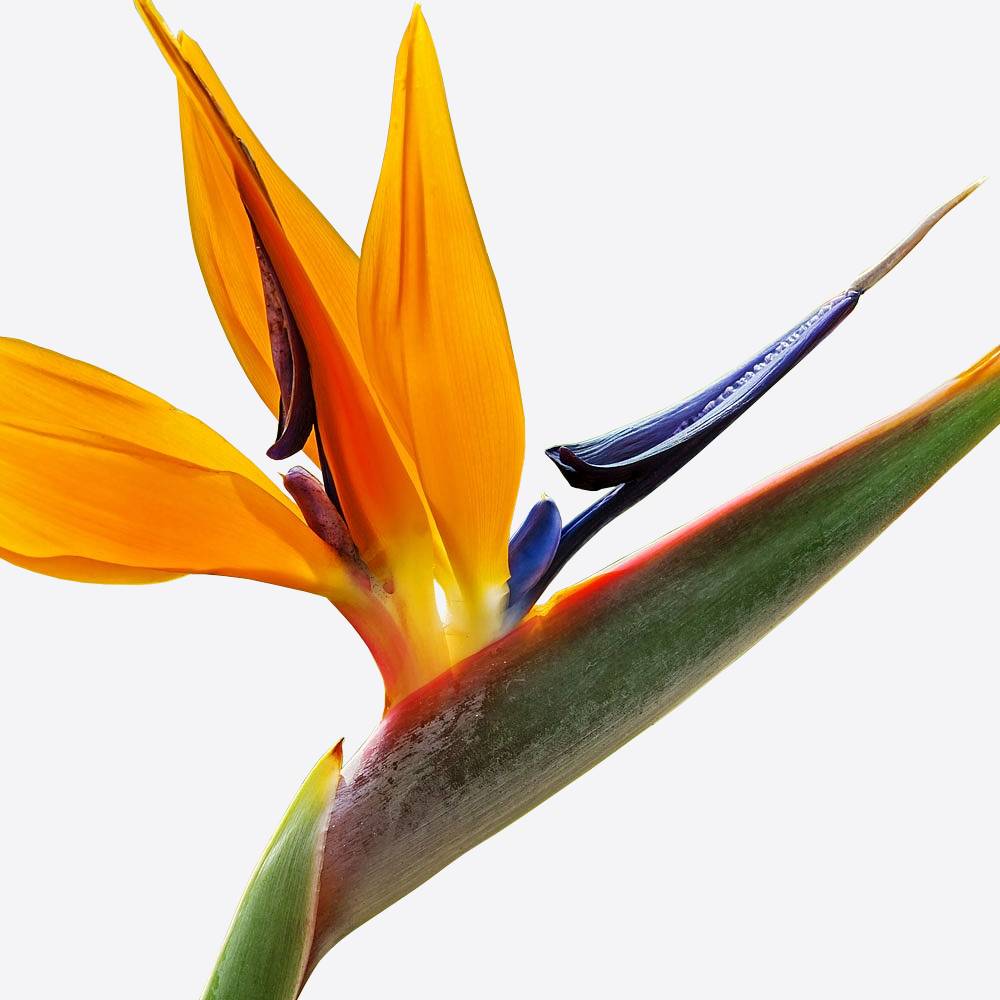 Gardenersdream - Strelitzia – 1 Plante D’Intérieur – Maison / Bureau Plante En Pot 12 Cm - GardenersDream - Image 3