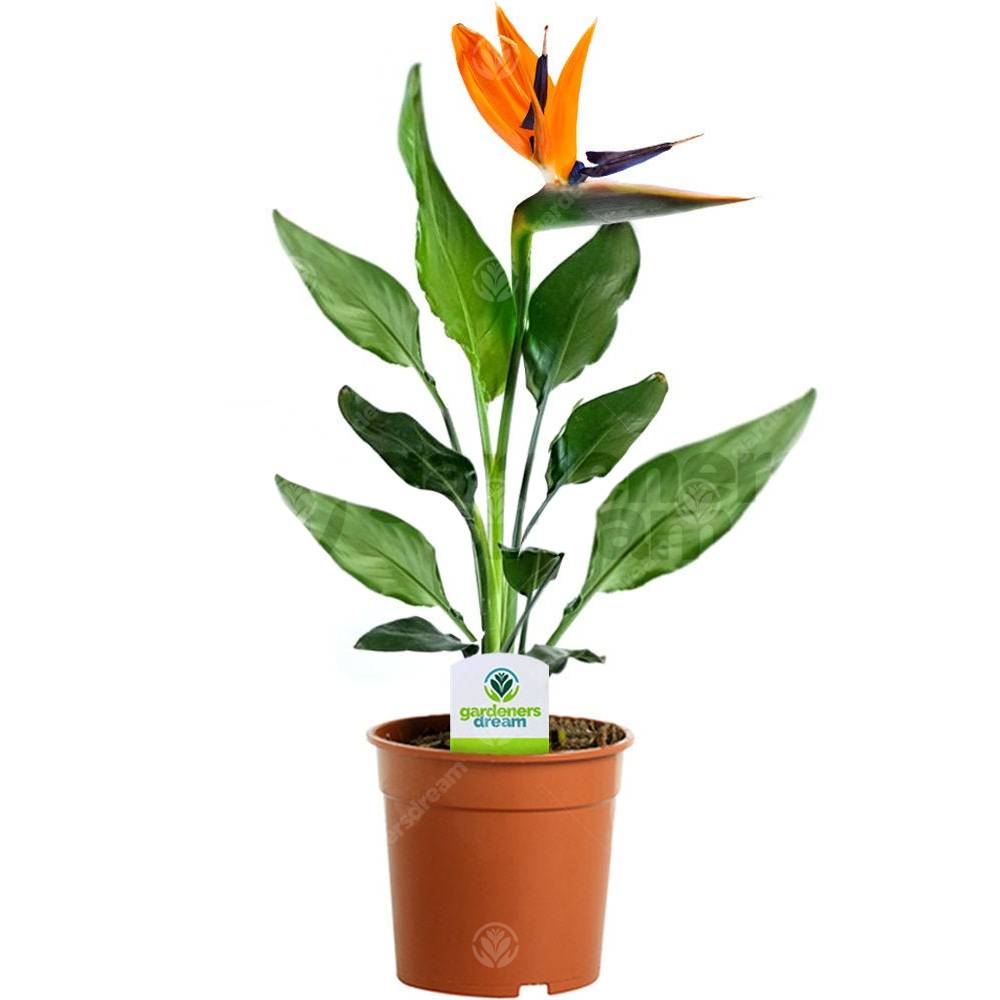 Gardenersdream - Strelitzia – 1 Plante D’Intérieur – Maison / Bureau Plante En Pot 12 Cm - GardenersDream