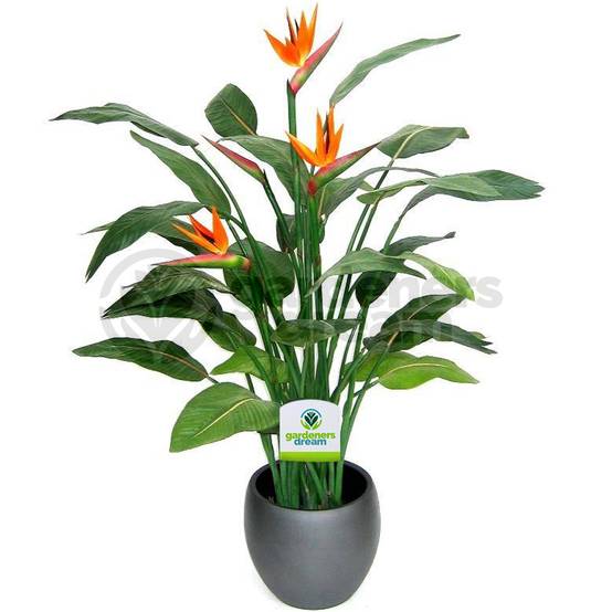 Gardenersdream - Strelitzia – 1 Plante D’Intérieur – Maison / Bureau Plante En Pot 12 Cm - GardenersDream - Image 2