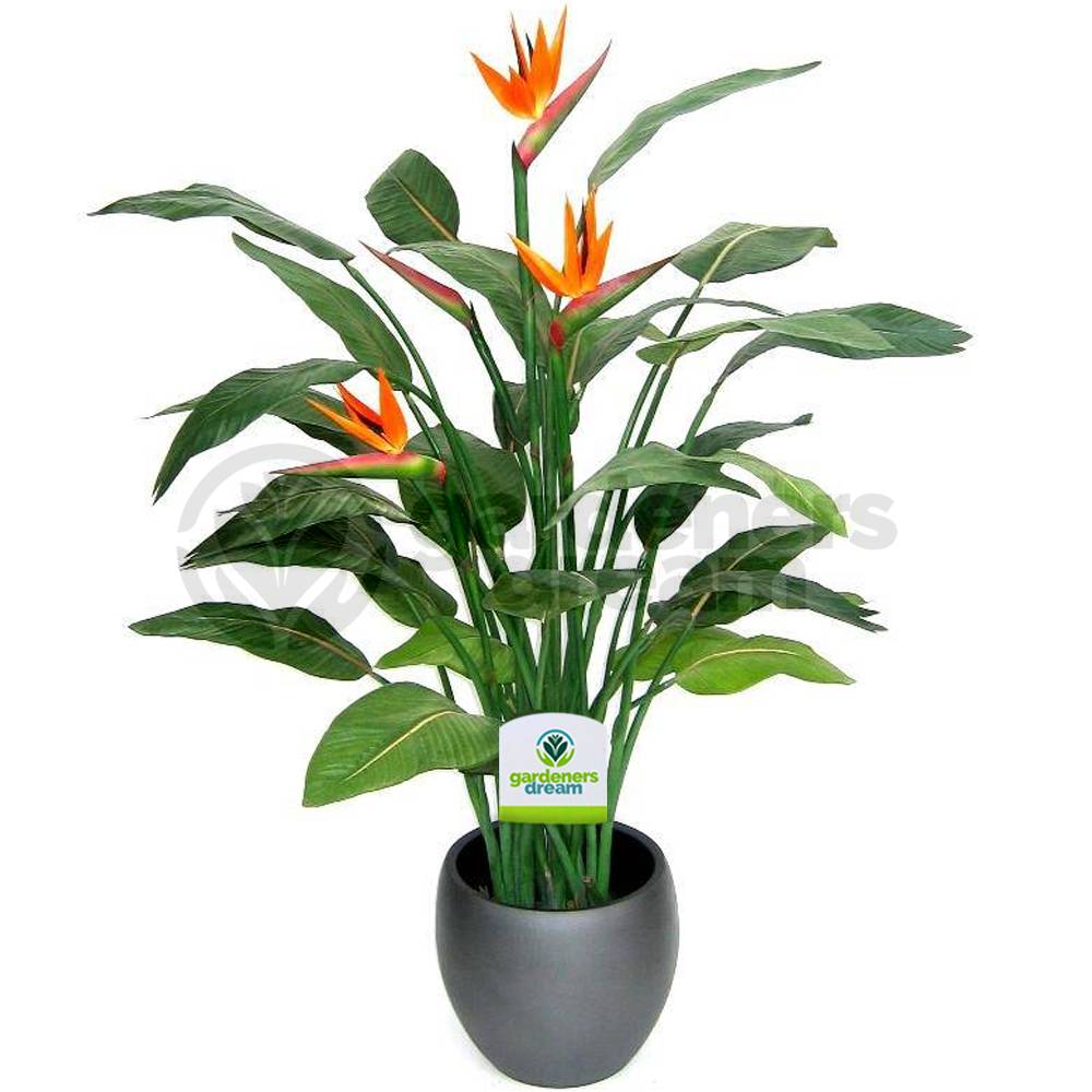Gardenersdream - Strelitzia – 1 Plante D’Intérieur – Maison / Bureau Plante En Pot 12 Cm - GardenersDream - Image 2