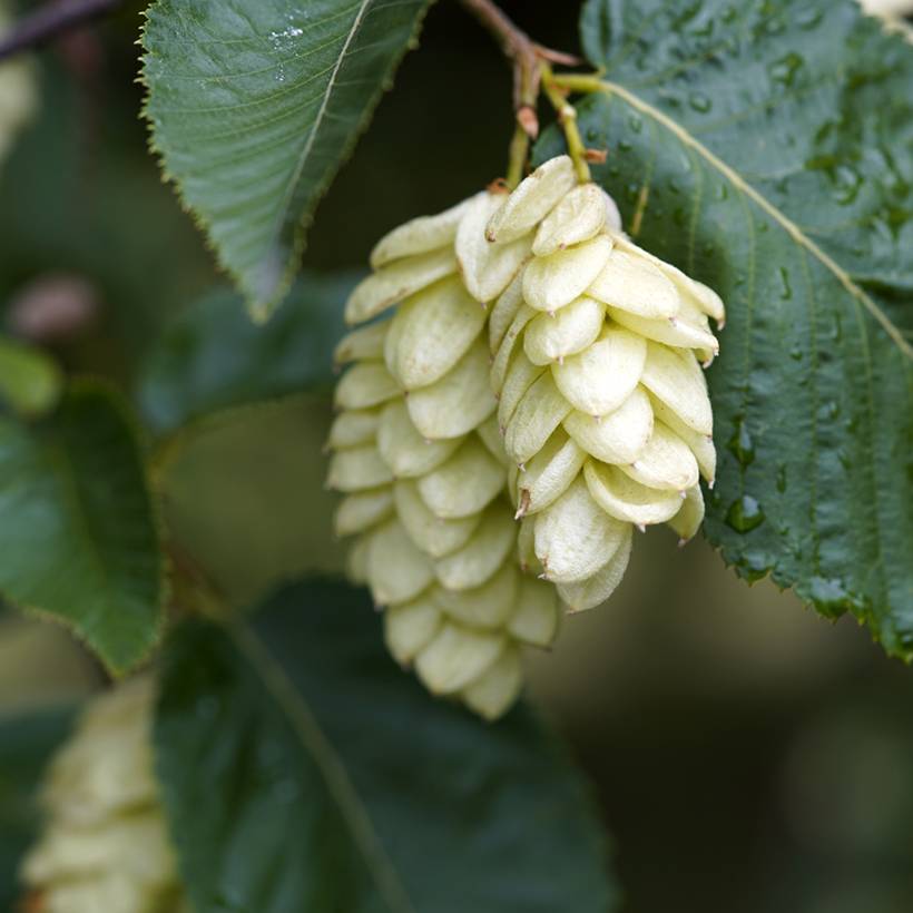 Charme houblon - Ostrya carpinifolia Pot de 7,5L/10L