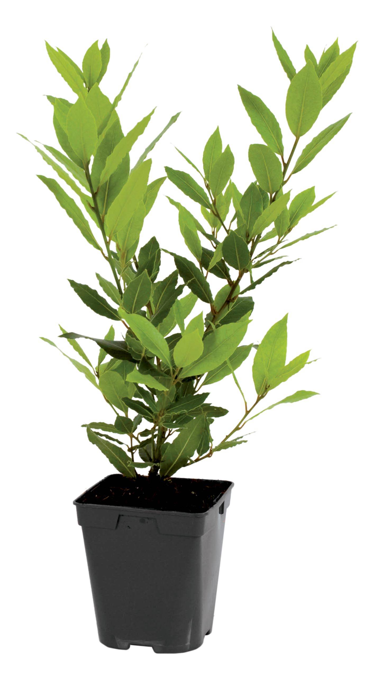 Fleuron D'Anjou - Plant de laurier sauce pot de 1litre