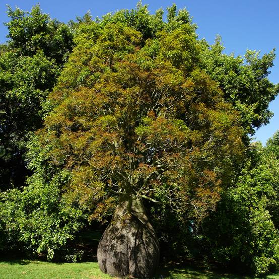 Brachychiton rupestris - Arbre-bouteille rupestre Pot de 1L/1,5L