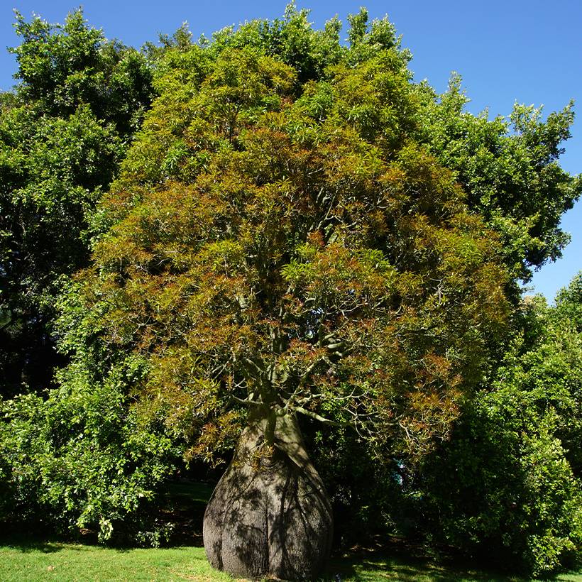 Brachychiton rupestris - Arbre-bouteille rupestre Pot de 1L/1,5L