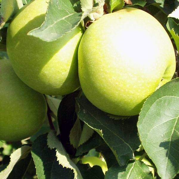 Promesse de Fleurs - Pommier Golden Delicious Pot de 7,5L/10L, Palmette simple U