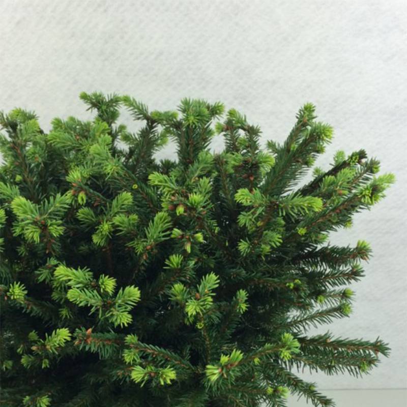 Epicea commun - Picea abies Maxwellii Pot de 2L/3L