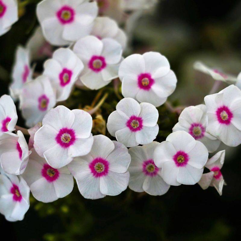 3 Phlox 'Graf Zeppelin' - Lot de 3 vivaces - Pépinières Naudet - Imagen 1