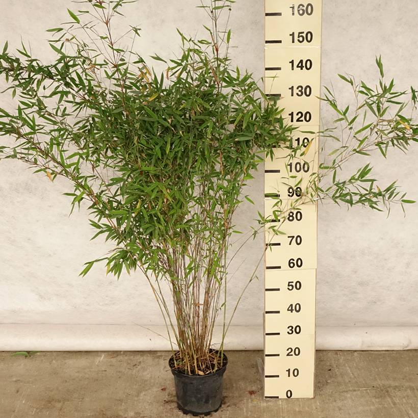 Fargesia Winter Joy - Bambou non traant Pot de 7,5L/10L - Jardiland
