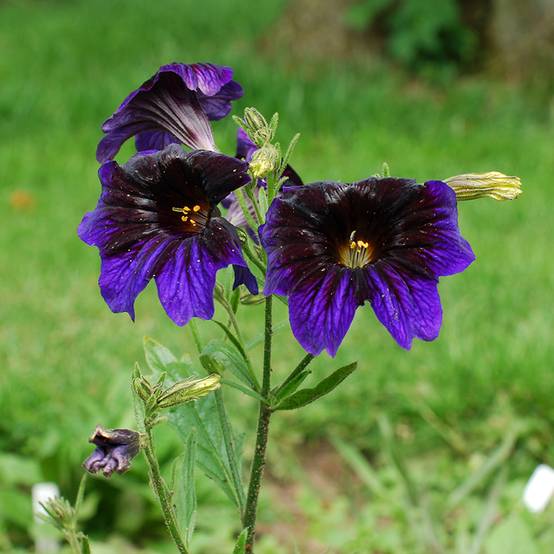 Graines de Salpiglossis sinuata Kew Blue le sachet de 450 graines environ (0,1g)