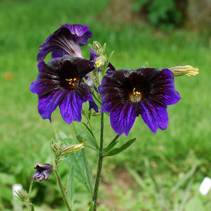 Graines de Salpiglossis sinuata Kew Blue le sachet de 450 graines environ (0,1g)