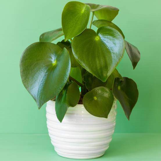 Gardenersdream - Peperomia Raindrop Plantes D'Intérieur | Plante En Pot Compacte 20-30 Cm - GardenersDream - Image 1