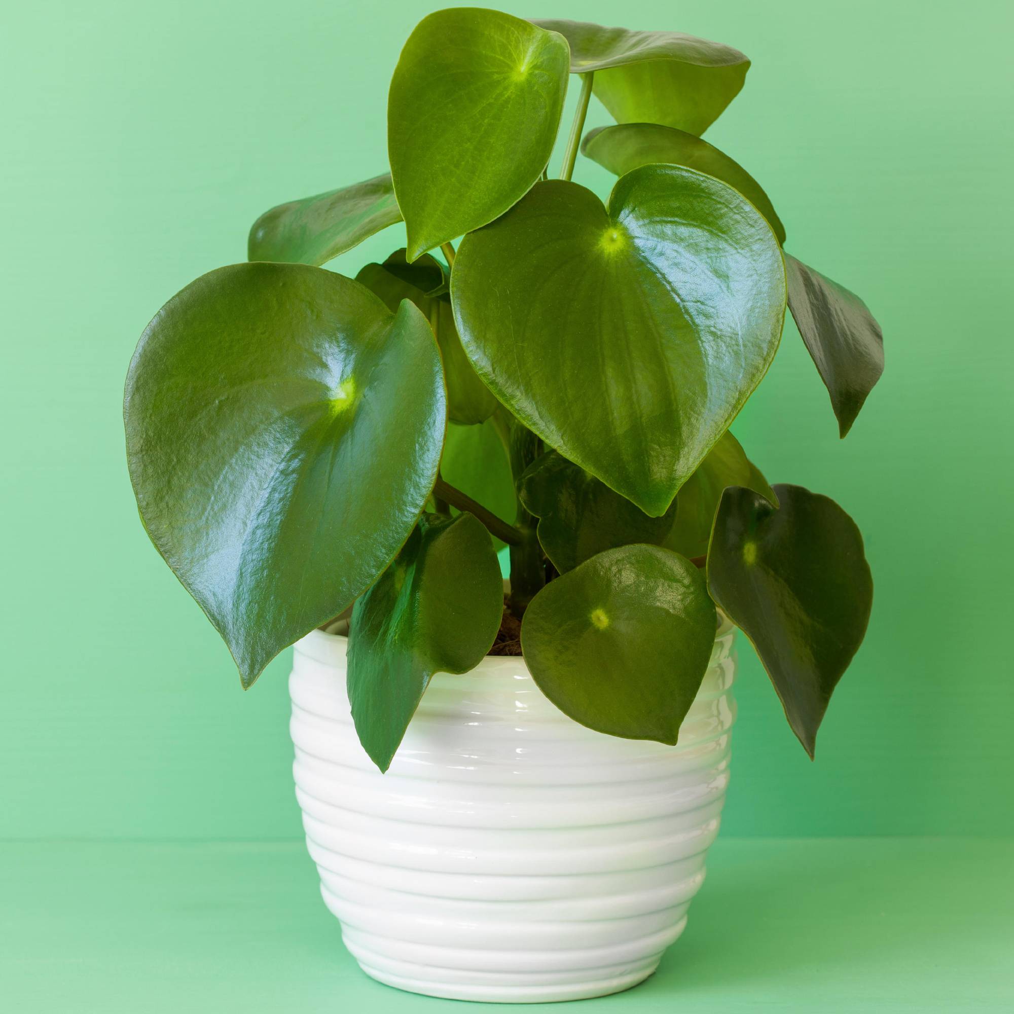 Gardenersdream - Peperomia Raindrop Plantes D'Intérieur | Plante En Pot Compacte 20-30 Cm  - GardenersDream - Image 1