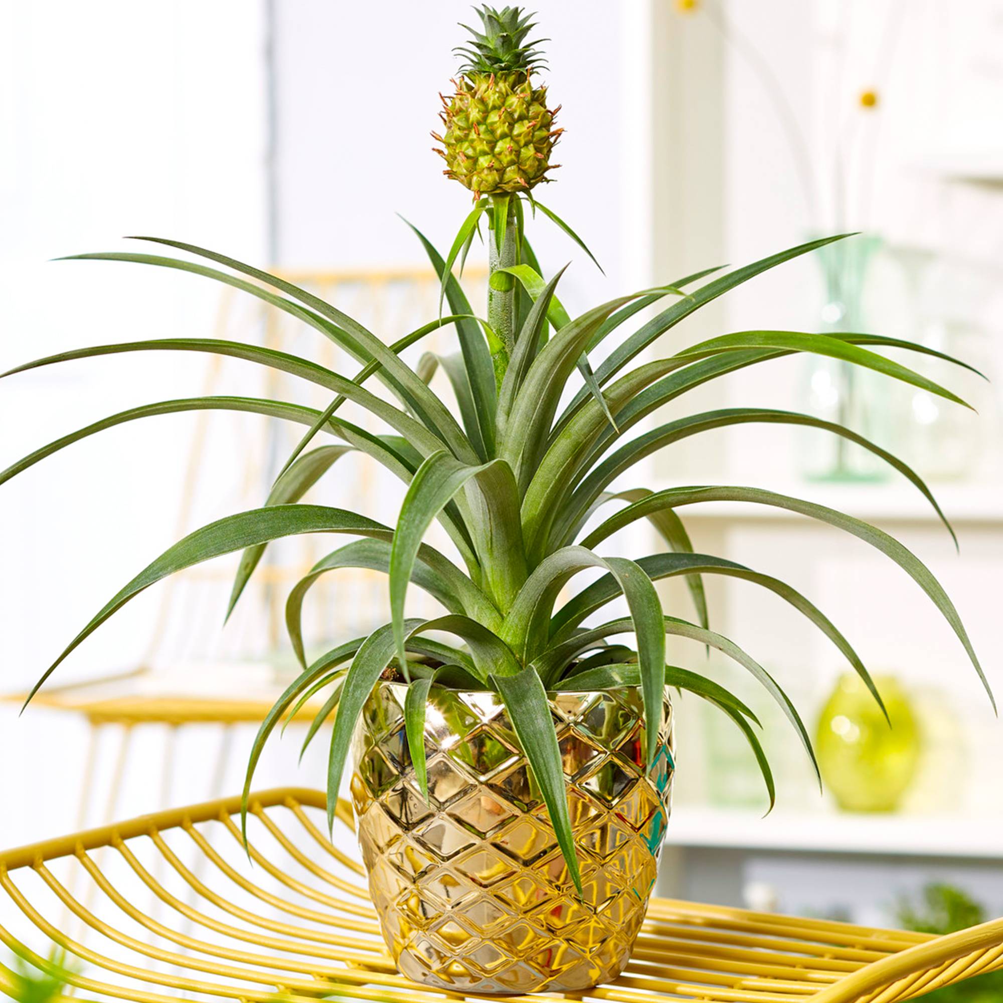 Gardenersdream - 1 X Ananas Comosus Amigo Magnifique | Plante D’Ananas Au Feuillage Persistant | 35-45 Cm En Pot - GardenersDream - Imagen 1