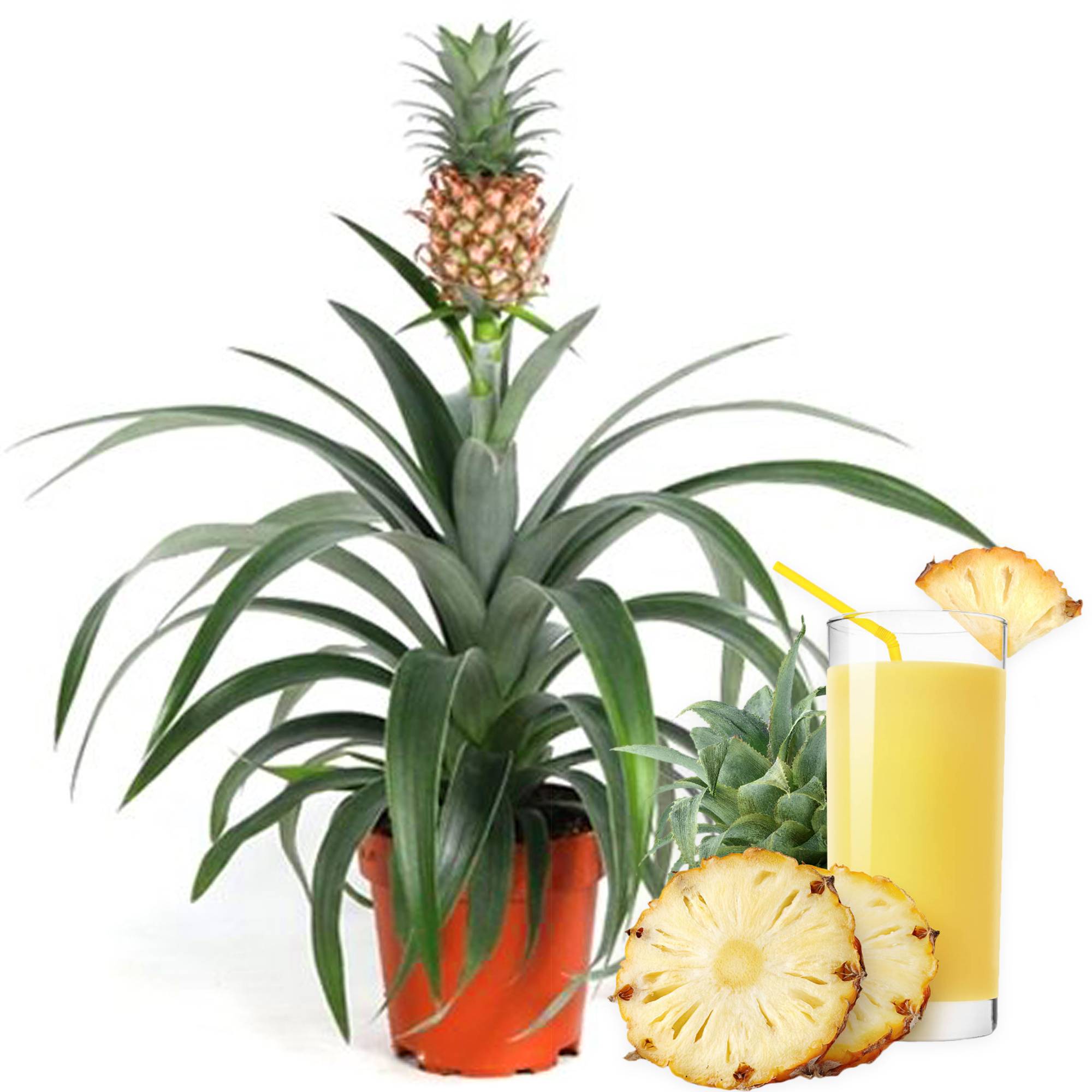 Gardenersdream - 1 X Ananas Comosus Amigo Magnifique | Plante D’Ananas Au Feuillage Persistant | 35-45 Cm En Pot - GardenersDream - Imagen 2