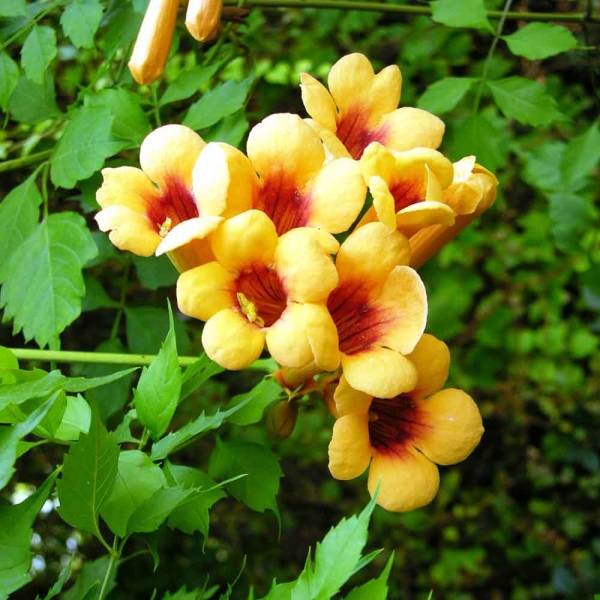 Promesse de Fleurs - Campsis radicans Judy - Bignone de Virginie Pot de 2L/3L