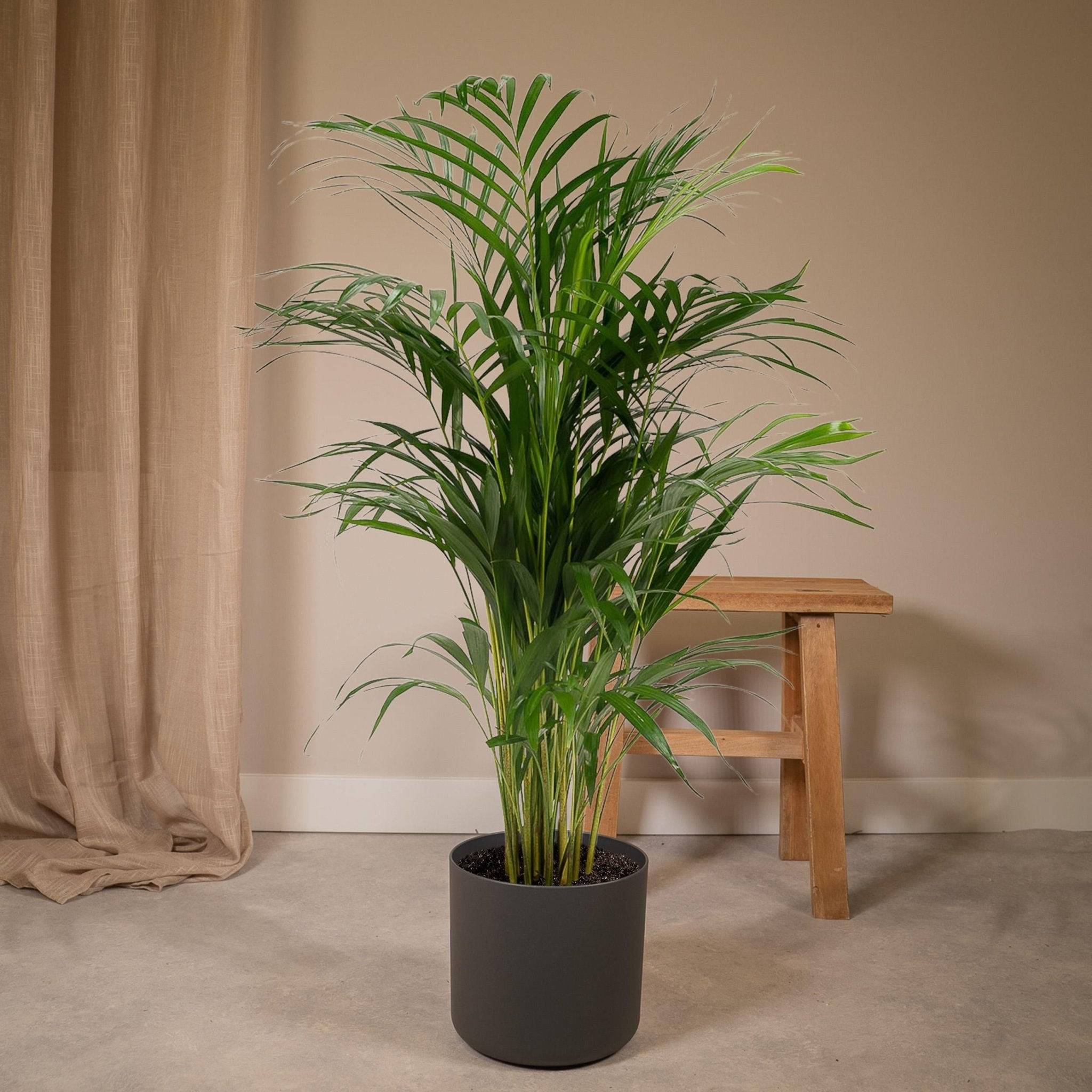 La Green Touch - Dypsis Lutescens - D21 H110cm - Image 2