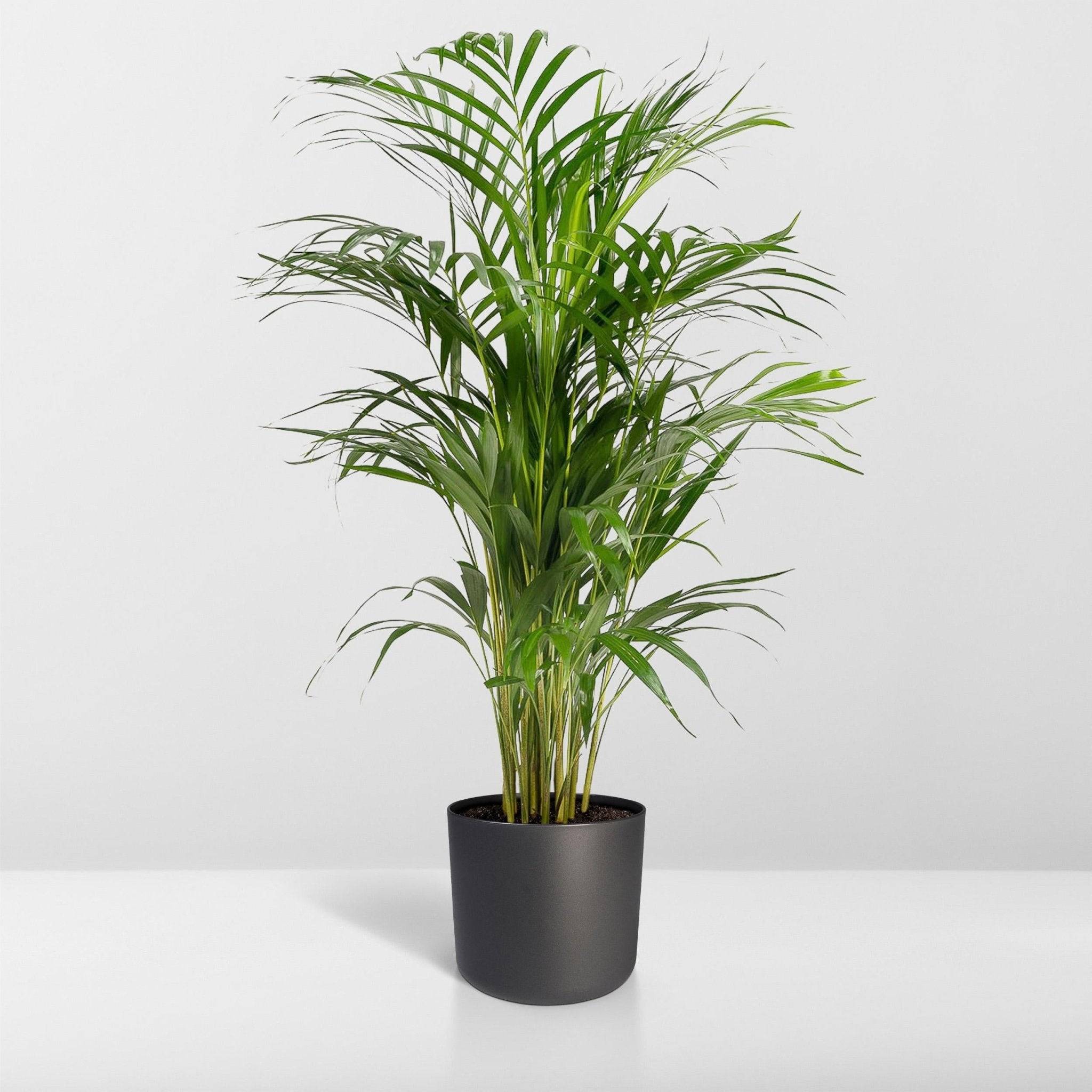 La Green Touch - Dypsis Lutescens - D21 H110cm - Image 8