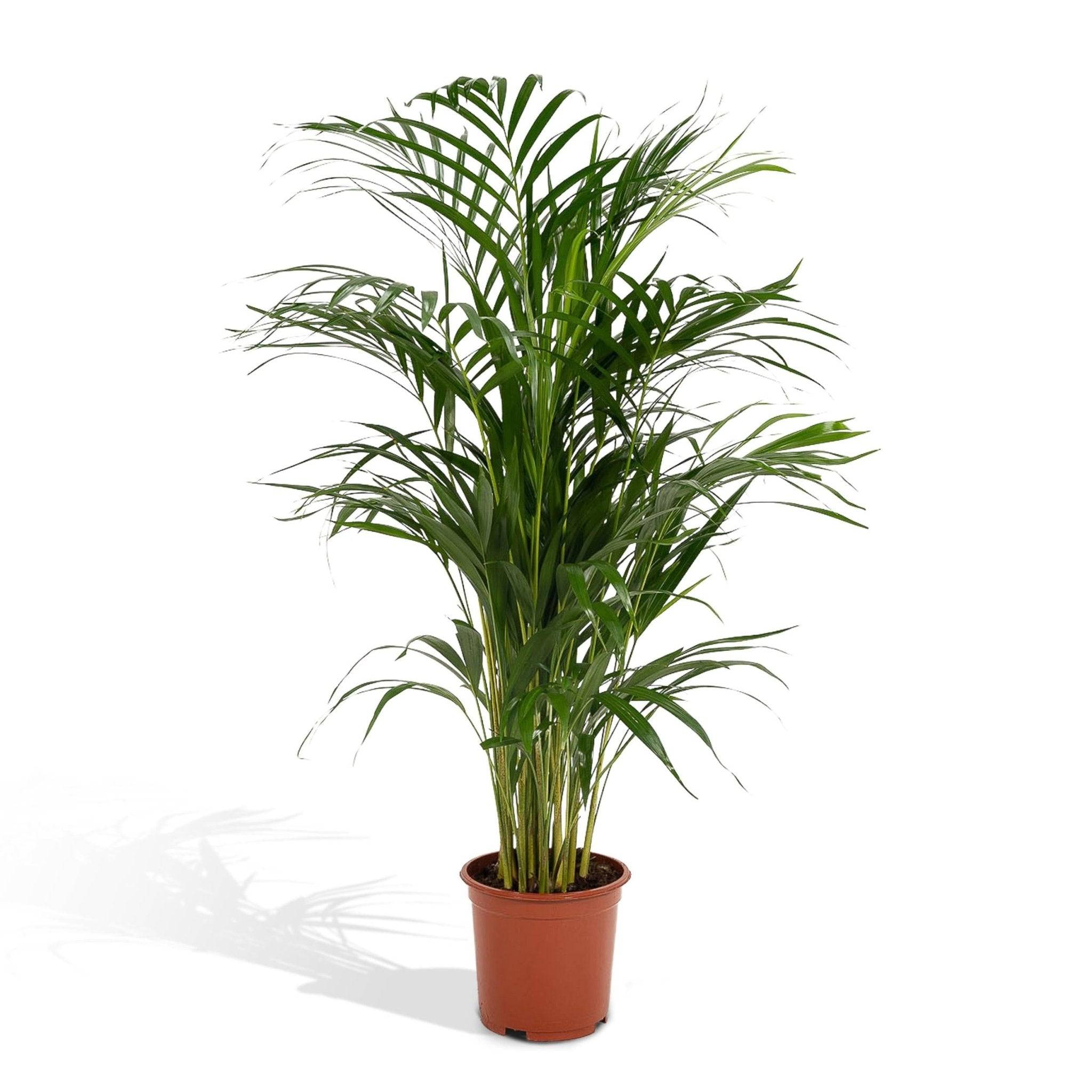 La Green Touch - Dypsis Lutescens - D21 H110cm - Image 9