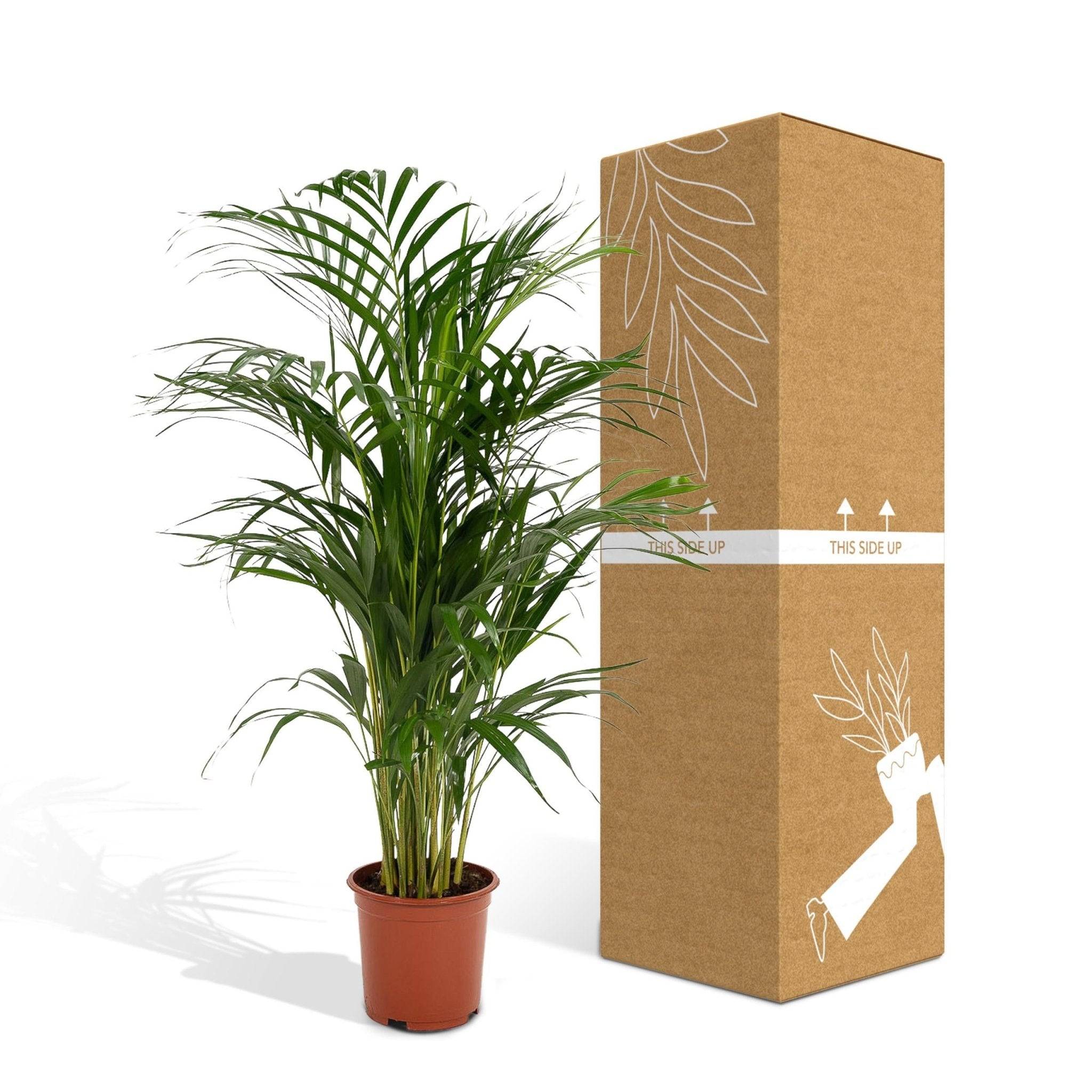 La Green Touch - Dypsis Lutescens - D21 H110cm - Image 5