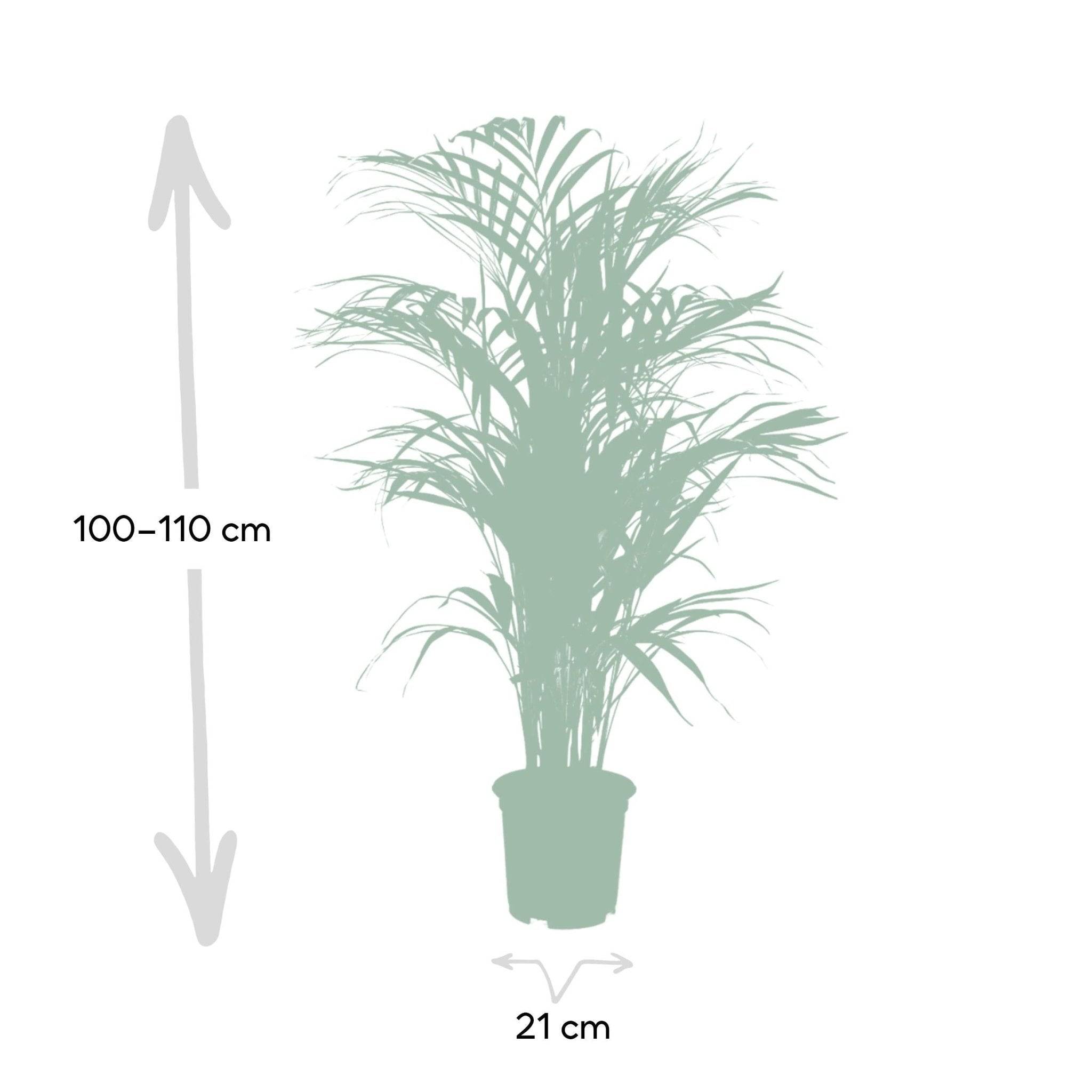 La Green Touch - Dypsis Lutescens - D21 H110cm - Image 4