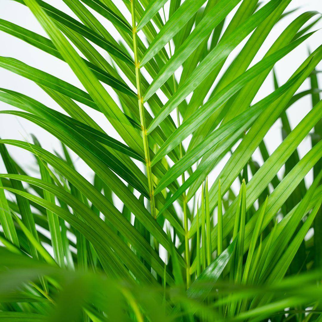 La Green Touch - Dypsis Lutescens - D21 H110cm - Image 3