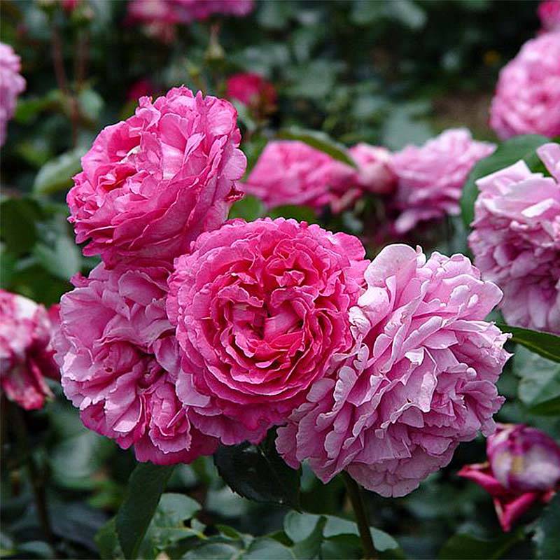 Rosier à grandes fleurs Yves Piaget Racines nues en motte