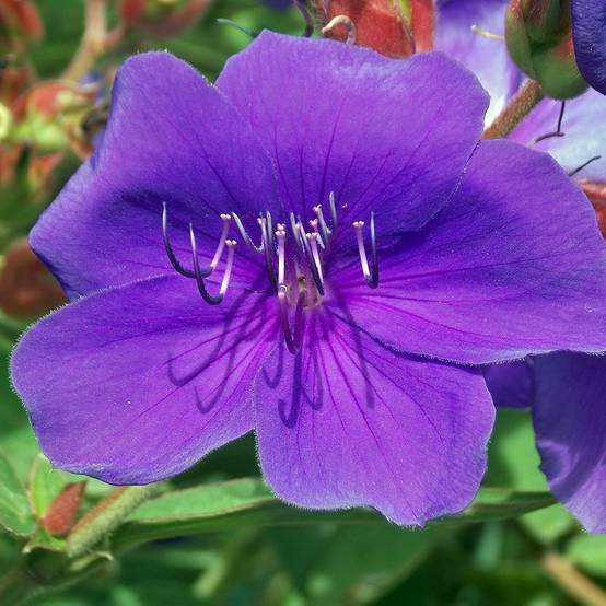Promesse de Fleurs - Tibouchina Groovy baby - Tibouchina nain Pot de 4L/5L