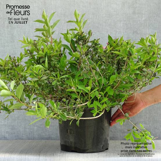 Weigela florida Pink Poppet Pot de 7,5L/10L - Image 2